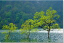 山形朝日村　新緑のダム湖　風景写真パネル 65.2×45.5cm　YAM-26-M15【楽ギフ_包装】【楽ギフ_のし宛書】