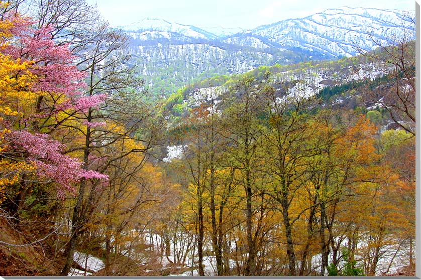 風景写真パネル 山形 月山 山桜 インテリア アートパネル パネル 写真 壁掛け 壁飾り 額要らず 模様替え 雰囲気作り 風水 癒やし 旅の思い出 リビング オ...