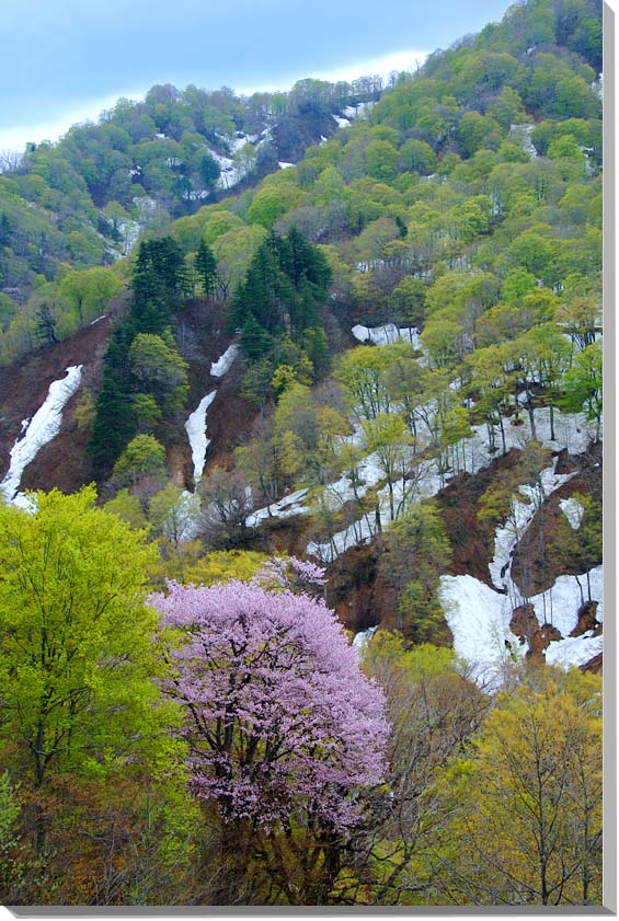 楽天写真パネルのあぁとすぺーすつくば風景写真パネル 山形 朝日村 山桜 ヤマザクラ ボタニカル 自然 解放感 癒やし ヒーリング おしゃれ インテリア アートパネル ウォールデコ ディスプレイ パネル 写真 壁飾り 壁掛け 額要らず 模様替え 雰囲気作り 旅の思い出 風水 玄関 リビング オフィス ロビー YAM-01-M30