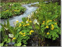 風景写真パネル 山形 月山 水芭蕉 立金花 ミズバショウ リュウキンカ ボタニカル インテリア アートパネル プレゼント ギフト 贈答品 返礼 お祝い 結婚 新...