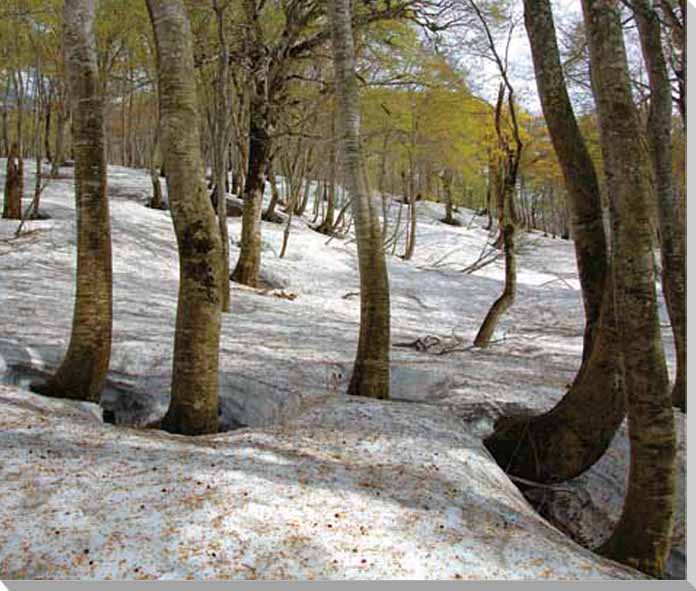 楽天写真パネルのあぁとすぺーすつくば風景写真パネル 山形 月山 3 アートパネル インテリア ウォールデコ グラフィック ディスプレイ パネル 写真 壁掛け 壁飾り 額要らず 模様替え 雰囲気作り 風水 癒やし 旅の思い出 リビング オフィス 玄関 IYA-106-F20