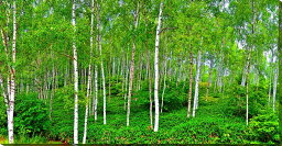 風景写真パネル 長野 蓼科 メルヘン街道 白樺林 側面画像有り アートパネル インテリア パネル 写真 プレゼント ギフト 贈答品 返礼 お祝い 結婚 新築 引っ越し 誕生日 記念日 年祝い BIG-24skm