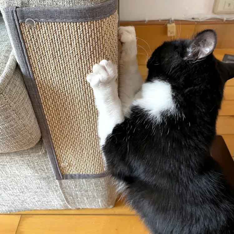 �ڥå��� ǭ���� ���ȥ쥹��� ��ư��­ �ȶ��ݸ� ���ե������С� �޸����ޥå� ���Ĥ� Ž��� �ݸ� ǭ ����åȥ�� ǭ ��