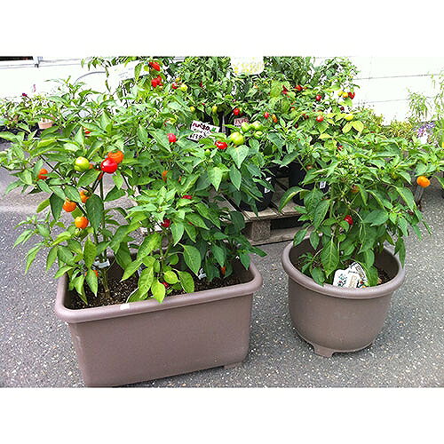 ECO��ECO������ץ�� �ޥ�27���� E�֥饦�� ��ޥ� 72275 DIY ���� �� �����ǥ˥� ȭ �ץ�󥿡�