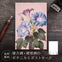ポストカード アサガオ 【送料無料】 ボタニカル 葉書 はがき ハガキ 絵葉書 絵はがき グリーティングカード メッセージカード クリスマスカード バースデーカ...