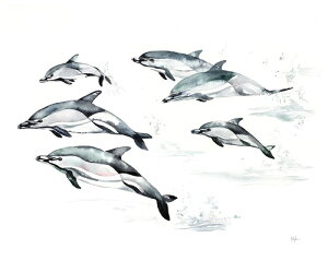 【Kelly Clause アートポスター】COMMON DOLPHIN(508×635mm) -おしゃれインテリアに-　マイルカ・動物