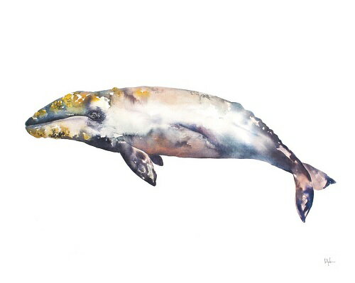【Kelly Clause アートポスター】GRAY WHALE(508×635mm) -おしゃれインテリアに-　コククジラ・動物