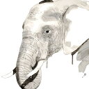 【Philippe Debongnie アートポスター】ELEPHANT（305×305mm) -おしゃれインテリアに-　ぞう・動物