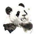 【Philippe Debongnie アートポスター】PANDA(406×406mm) -おしゃれインテリアに- パンダ・動物