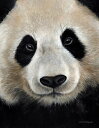 【Sarah Stribbling アートポスター】GIANT PANDA(381×305mm) -おしゃれインテリアに-(余白カット済みポスター) 動物 パン...