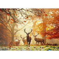 HEYE Puzzle・ヘイパズル 29805 Magic Forests : Stags 1000ピース