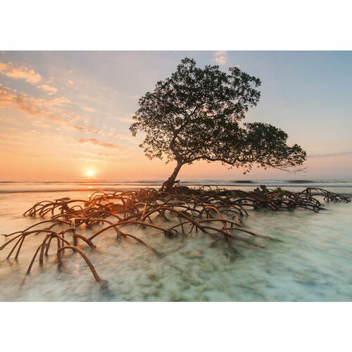 HEYE Puzzle・ヘイパズル 29856 Ed. Humboldt : Red Mangrove 1000ピース