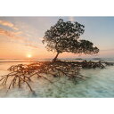 HEYE Puzzle ヘイパズル 29856 Ed. Humboldt : Red Mangrove 1000ピース