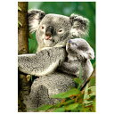 D-Toys・ディートイズパズル 76816 Animals : Koalas 1000ピース 47×68cm