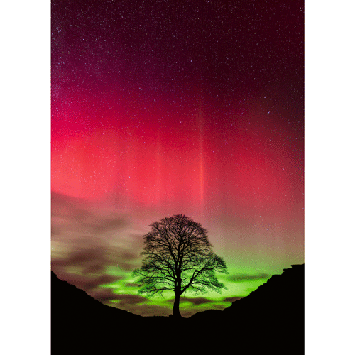 HEYE Puzzle・ヘイパズル 30065 Power of Nature : Sycamore Gap 1000ピース 2