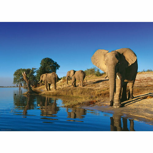 HEYE Puzzle・ヘイパズル 29595 Ed. Humboldt : Thirsty Elephants 1000ピース