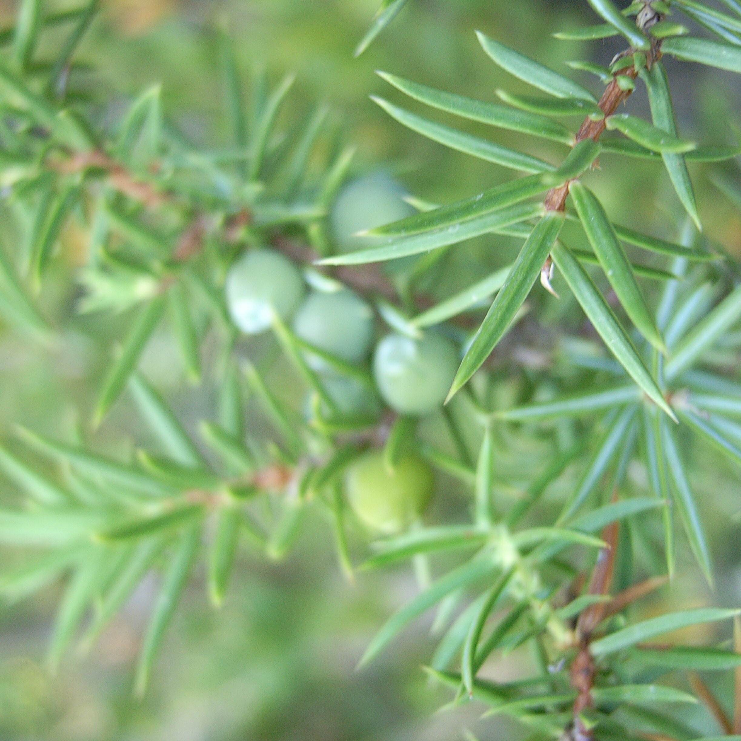 ARTQ ORGANICS �������˥å� ����˥ѡ��٥꡼ (Juniper Berry)��5ml�ۥ����ޥƥ����� ������ ���å��󥷥�륪���� �������˥å�ǧ�ڼ��� Juniperus communis�������ޥ����� ���� �������˥å� ����˥ѡ�