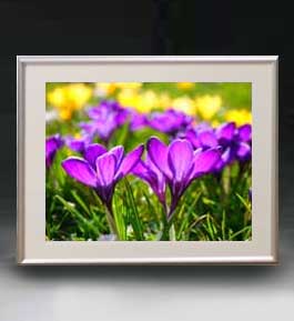 油絵 絵画 直筆仕上げ Flowers フラワーズ ♯009 アートフレーム サイズ 額入りM 【油彩 布キャンバス 国内生産】 花の絵 静物画 511×418mm インテリアアート 複製画 送料無料 絵画 販売 インテリア 油絵 油彩 壁...