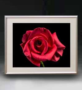 【油絵 直筆仕上げ】Flowers フラワーズ ♯014 アートフレーム サイズ 額入りM 【油彩 布キャンバス 国内生産】 花の絵 静物画 511×418mm インテリアアート 複製画 送料無料