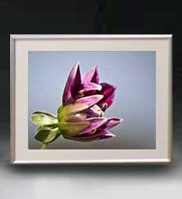 ������ ľɮ�ž夲��Flowers �ե��� ��031 �����ȥե졼�� ������ ������M ������ �ۥ����Х� ���������� �֤γ� ��ʪ�� 511��418mm...