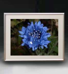 油絵 絵画 直筆仕上げ Flowers フラワーズ ♯034 アートフレーム サイズ 額入りM 【油彩 布キャンバス 国内生産】 花の絵 静物画 511×418mm インテリアアート 複製画 送料無料Flowers フラワーズ 34