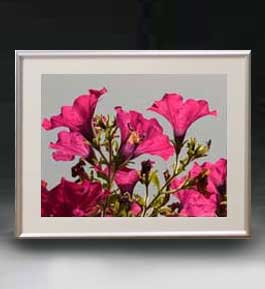 ������ ľɮ�ž夲��Flowers �ե��� ��037 �����ȥե졼�� ������ ������M ������ �ۥ����Х� ���������� �֤γ� ��ʪ�� 511��418mm...