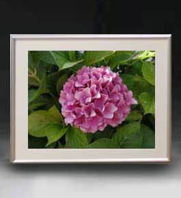 ������ ľɮ�ž夲��Flowers �ե��� ��041 �����ȥե졼�� ������ ������M ������ �ۥ����Х� ���������� �֤γ� ��ʪ�� 511��418mm...