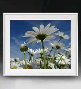 【油絵 直筆仕上げ】Flowers フラワーズ ♯006 アートフレーム サイズ 額入りL 【油彩 布キャンバス 国内生産】 花の絵 静物画 641×531mm インテリアアート 複製画 送料無料