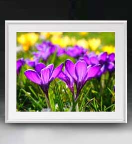 ������ ľɮ�ž夲��Flowers �ե��� ��009 �����ȥե졼�� ������ ������L ������ �ۥ����Х� ���������� �֤γ� ��ʪ�� 641��531mm...