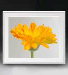 Still-Life Picture - 【油絵 直筆仕上げ】Flowers フラワーズ ♯029 アートフレーム サイズ 額入りL 【油彩 布キャンバス 国内生産】 花の絵 静物画 641×531mm インテリアアート 複製画 送料無料