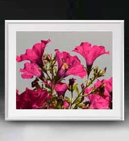 【油絵 直筆仕上げ】Flowers フラワーズ ♯037 アートフレーム サイズ 額入りL 【油彩 布キャンバス 国..