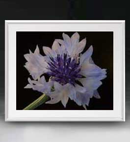 【油絵 直筆仕上げ】Flowers フラワーズ ♯047 アートフレーム サイズ 額入りL 【油彩 布キャンバス 国..