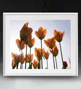【油絵 直筆仕上げ】Flowers フラワーズ ♯048 アートフレーム サイズ 額入りL 【油彩 布キャンバス 国..