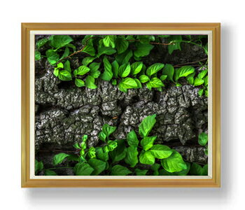 ������ ľɮ�ž夲���Ф�©�᤭ F50������ ������ �ڳ������ ���� ���ʲ� ���ꥸ�ʥ륤��ƥꥢ���� ����� �����ȳ��� 50�� �礭�ʳ��襵���� ������ ...