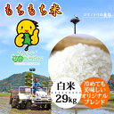 母の日 もちもち米（29kg）白米 有機肥料 令和5年産 兵庫県産【当日精米】 送料無料