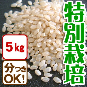 玄米 白米 コシヒカリ 5kg 特別栽培米 有機肥料 兵庫県産【当日精米】
