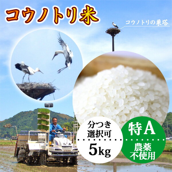 こうのとり米 5kg 白米 玄米 農家直送 農薬不使用 お米 コウノトリ育む農法 有機肥料 特別栽培 令和6年産 兵庫県産 コシヒカリ 当日精米 送料無料のサムネイル
