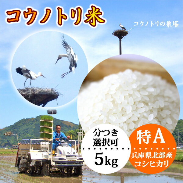 【新米予約】こうのとり米（5kg）玄米・白米 コウノトリ育む農法 令和4年産 兵庫県産 コシヒカリ【当日精米】