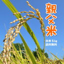 コシヒカリ 5kg お米 白米 親父米 令和元年産 兵庫県産【送料無料】