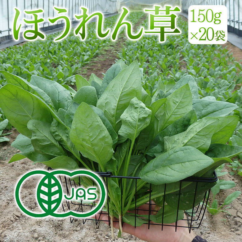 ほうれん草 有機JAS ホウレン草 150g×20袋（3kg）オーガニック 農薬不使用 有機肥料 兵庫県産 まるやま農園 送料無料