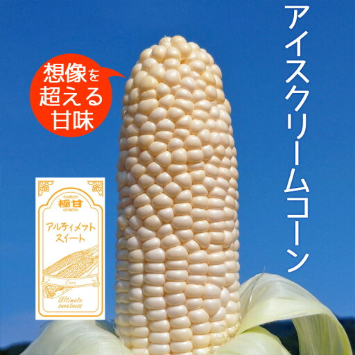 アイスクリームコーン ホワイトコーン 3kg(5~8本) 極甘 とうもろこし 農薬不使用 送料無料 アイスクリームコーン ホワイトコーン 3kg(5~8本) 極甘 とうもろこし 農薬不使用 送料無料