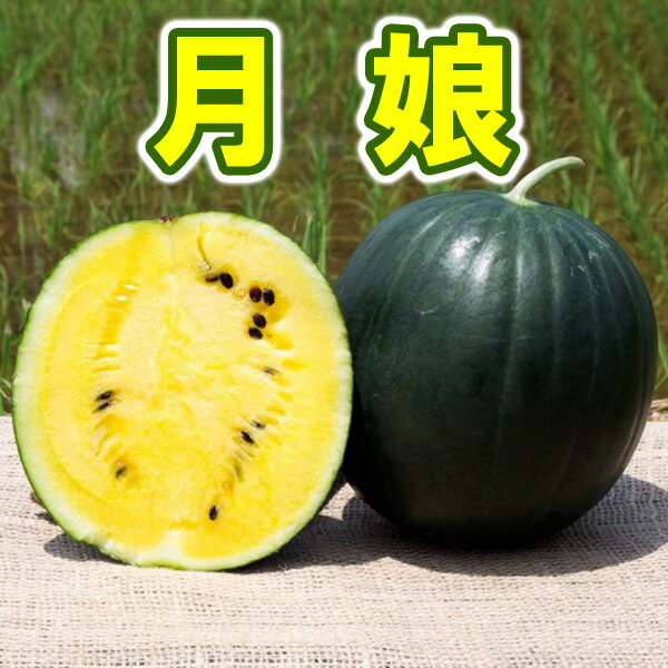 【月娘】小玉 スイカ 農薬不使用 黄色い すいか 送料無料のサムネイル