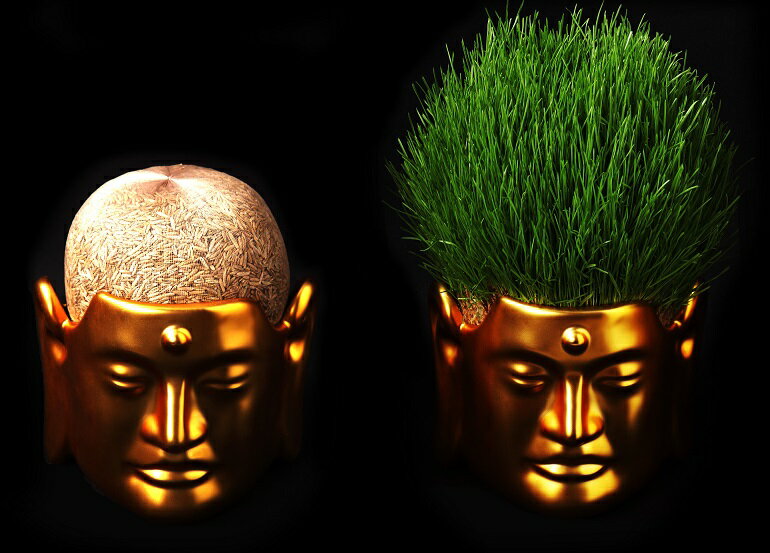 大仏さんの頭から育つ草の髪の毛をカットしてお好みのヘアースタイルに ガーデニング栽培キット おもしろい商品をプレゼントしたい人向け通販サイト