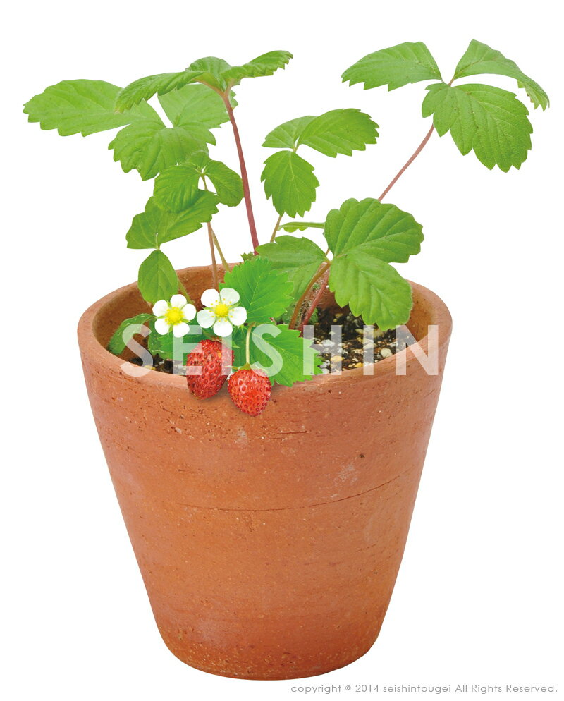 【売り尽くし特価】ガーデニング テラコッタガーデンMサイズ ワイルドストロベリー ポットで育てる栽培セット 聖新陶芸 ガーデニング 栽培 ギフト 景品 ギフトのサムネイル