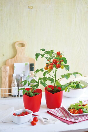 サンクスハートマトハートの実がなるハートマト栽培セット観葉植物ガーデニング栽培キット聖新陶芸ギフトプレゼント