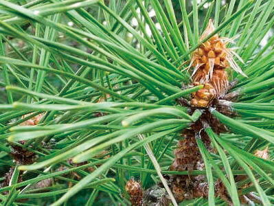 ����ƫ�� GD-84601 �����ƥޥ� �ߺϺ��ݥ��å� ���� �����ǥ˥� ���ե� ���ݥ��å� ����ƥꥢ���� ���տ�ʪ ���ե� ����� ����� ���󥹥��Ǥ� �䤷