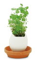 聖新陶芸 EG-5701 エッグリング クリアパッケージ ミント ギフト 観葉植物 栽培セット ガーデニング インテリア雑貨 ギフト 母の日 父の日 インスタ映...