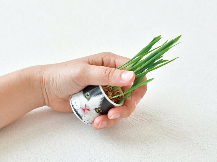 聖新陶芸 おちょこで猫草 黒 GD-102902 栽培セットギフト プレゼント