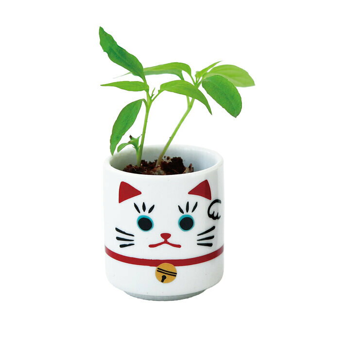 GD-106901 聖新陶芸 お芽でたおちょこ招き 白 五色唐辛子 栽培セット インテリア雑貨 プレゼント ギフト ガーデニング