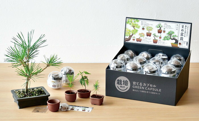 ARUNE 仮装雑貨のお店あるねの聖新陶芸 GD-954 育てるカプセル まめ盆栽 黒松 赤松 紅葉 欅 ケヤキ 4種 アソート 24個入り業務用BOX プレゼント 植物栽培セット 母の日 父の日 ギフト 景品 学習教材｜アングル2